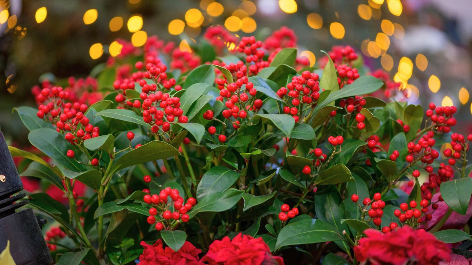 Падуб дахунський (Ilex cassine) з червоними ягодами та зеленим листям