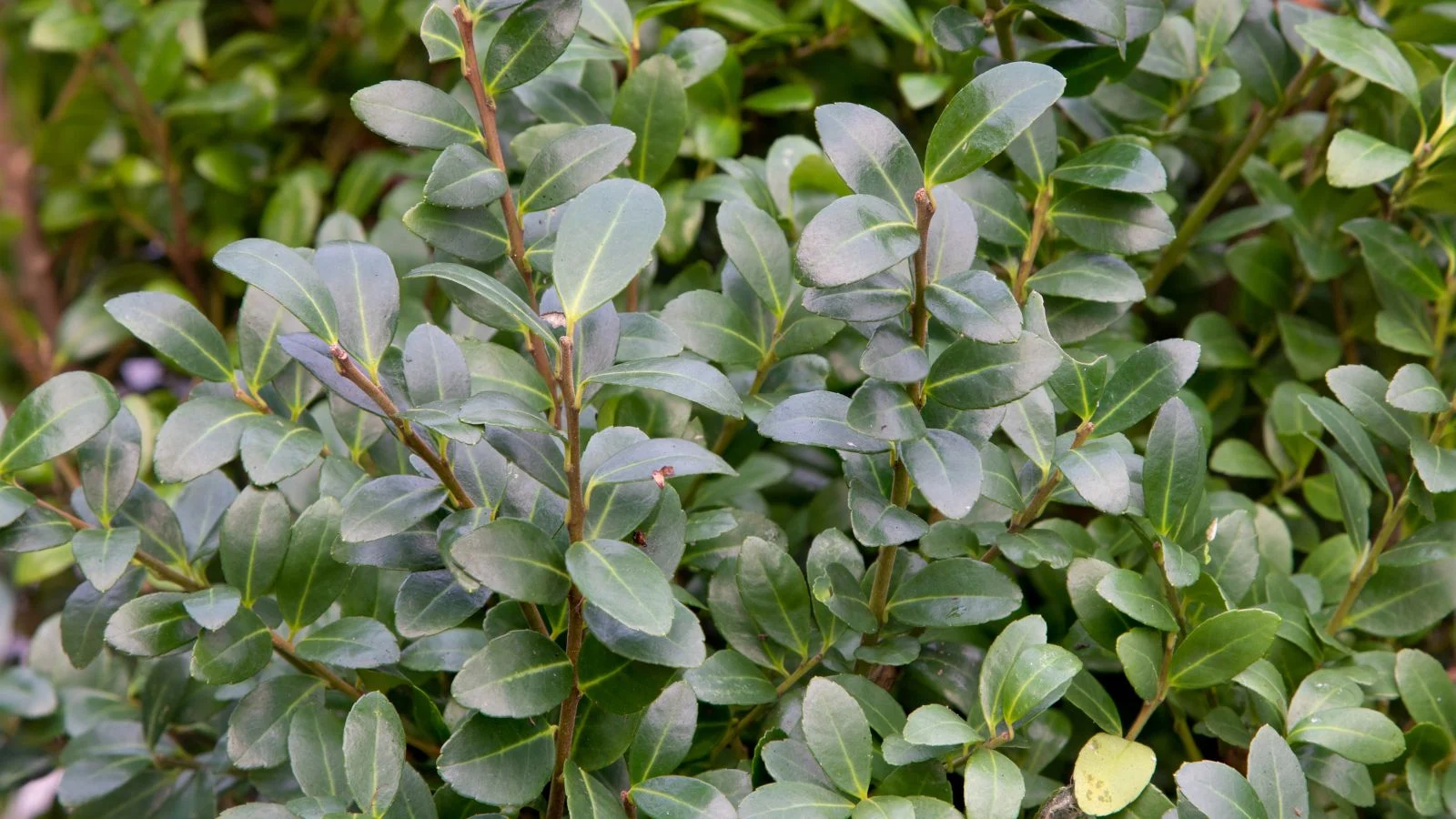 Листя падуба японського (Ilex crenata)