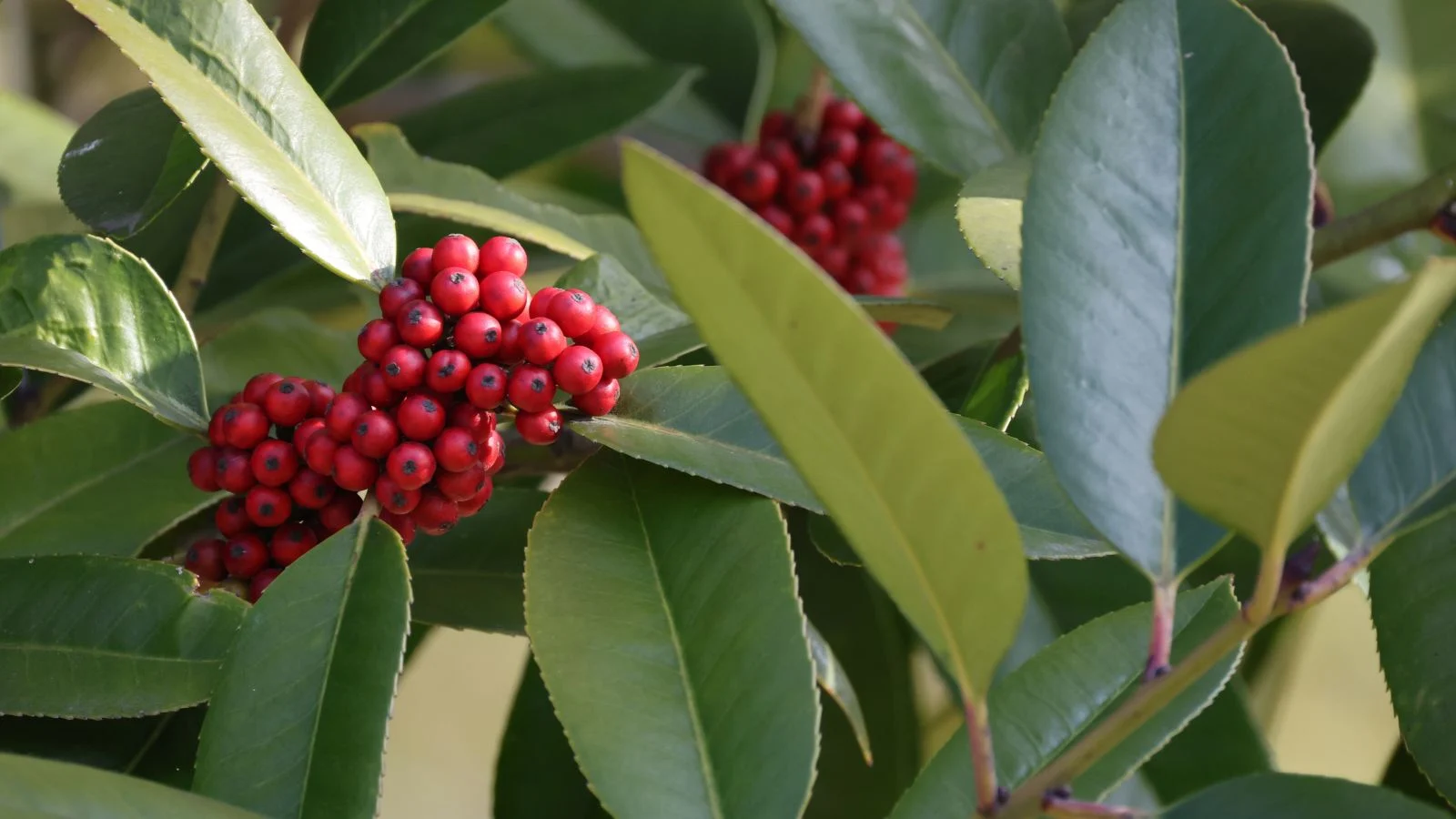 Грона червоних ягід та шкірясте листя падуба широколистого (Ilex latifolia)