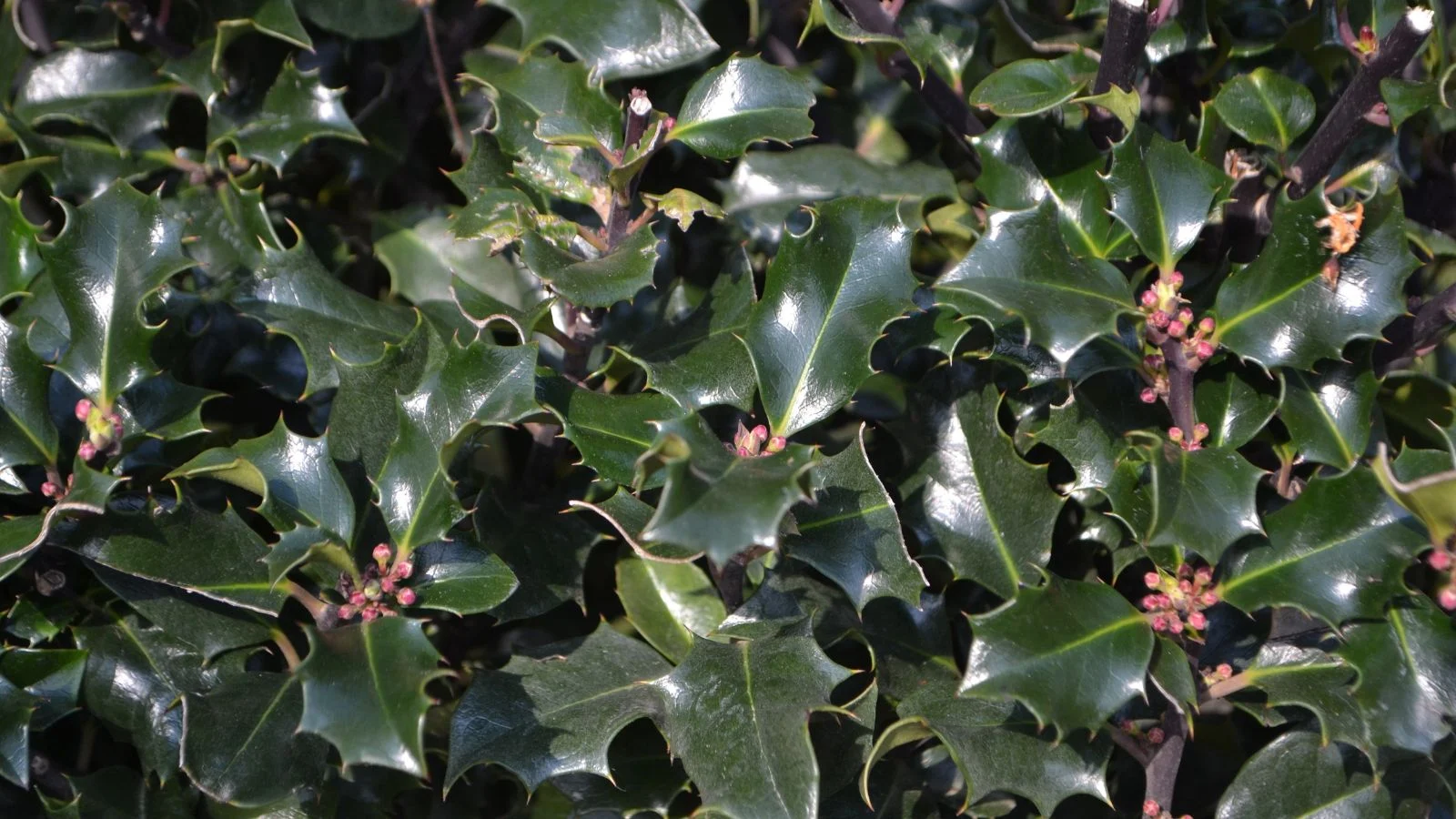 Листя падуба Месерва (Ilex x meserveae)