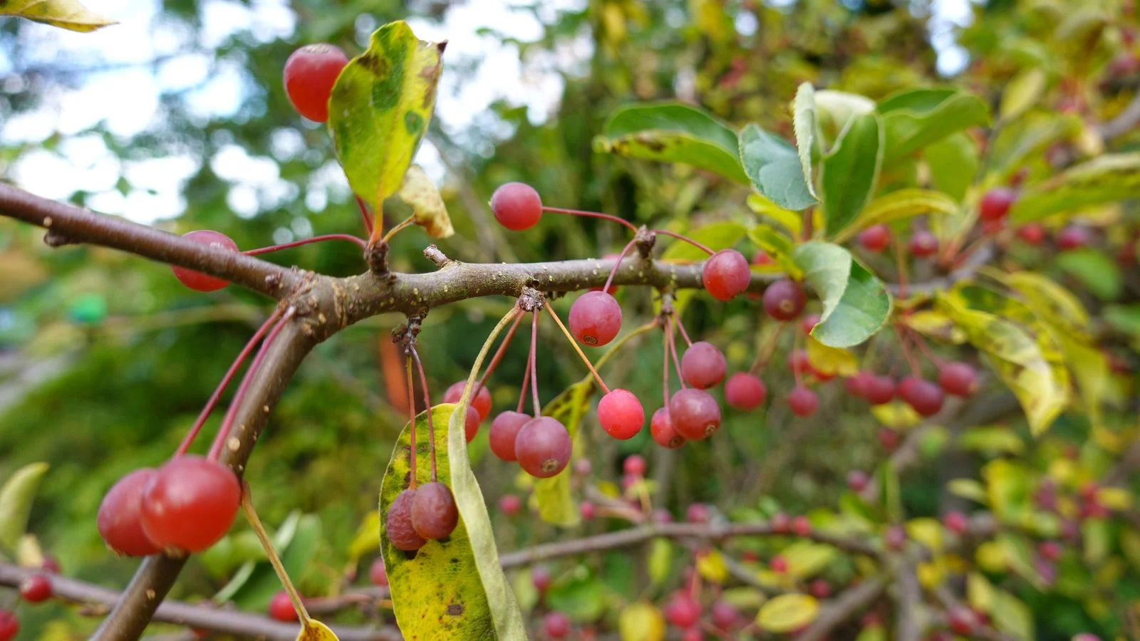 Гілка падуба гірського (Ilex mucronata) з червоними ягодами