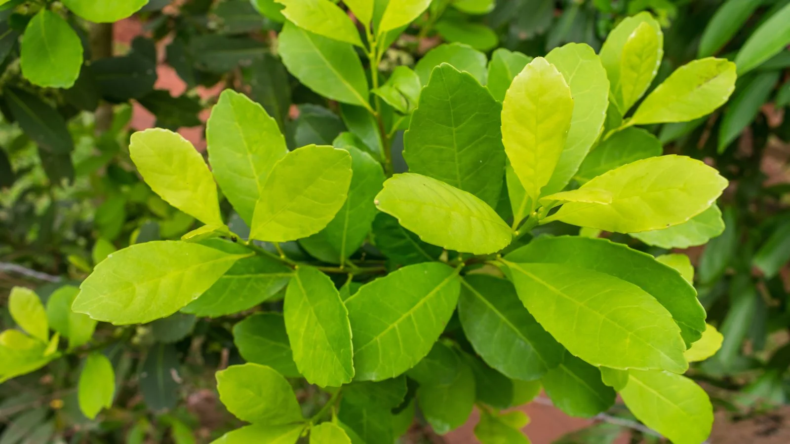 Листя падуба парагвайського (Ilex paraguariensis), з якого роблять мате