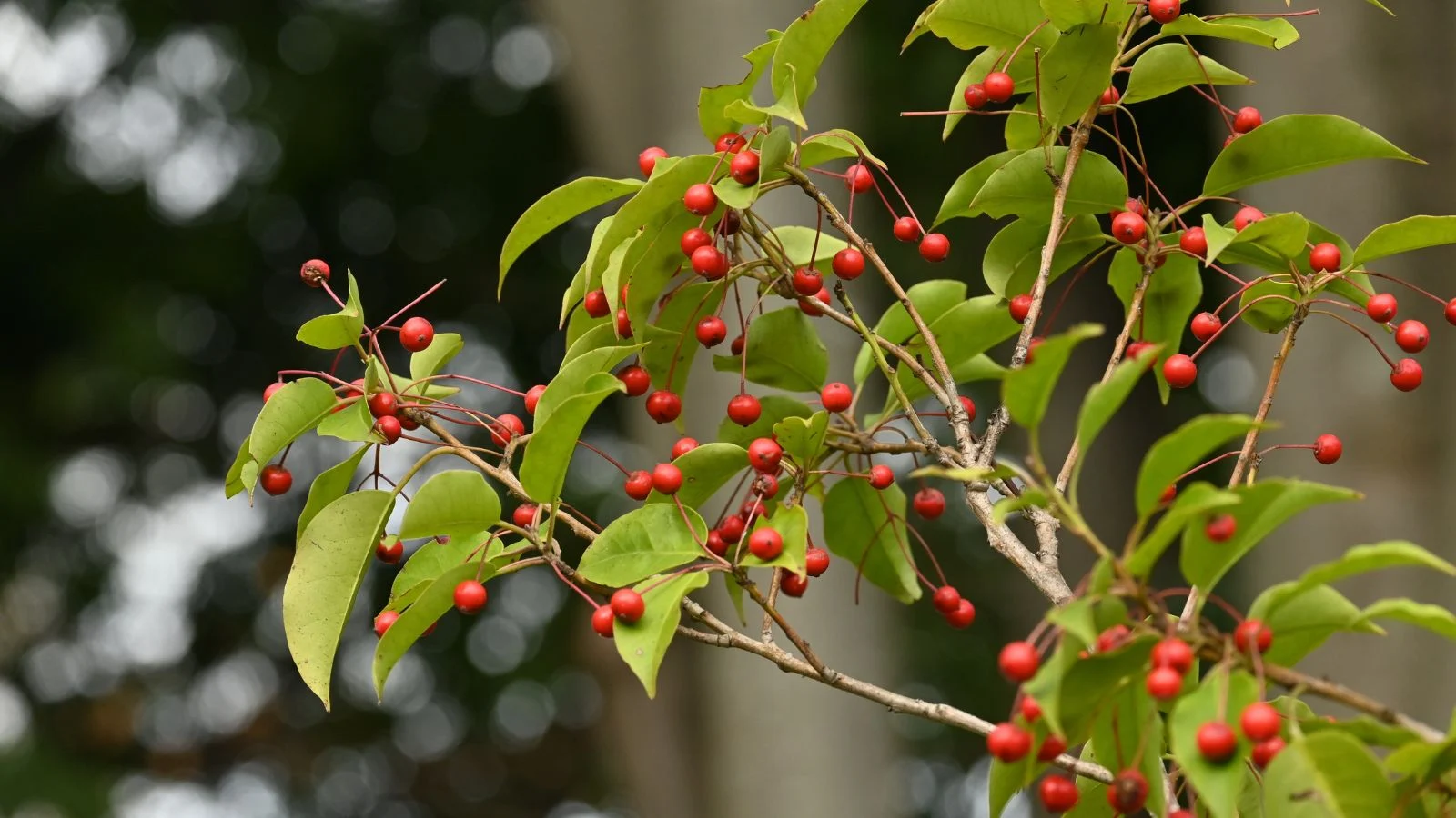 Тонкі гілки падуба довгочерешкового (Ilex pedunculosa)