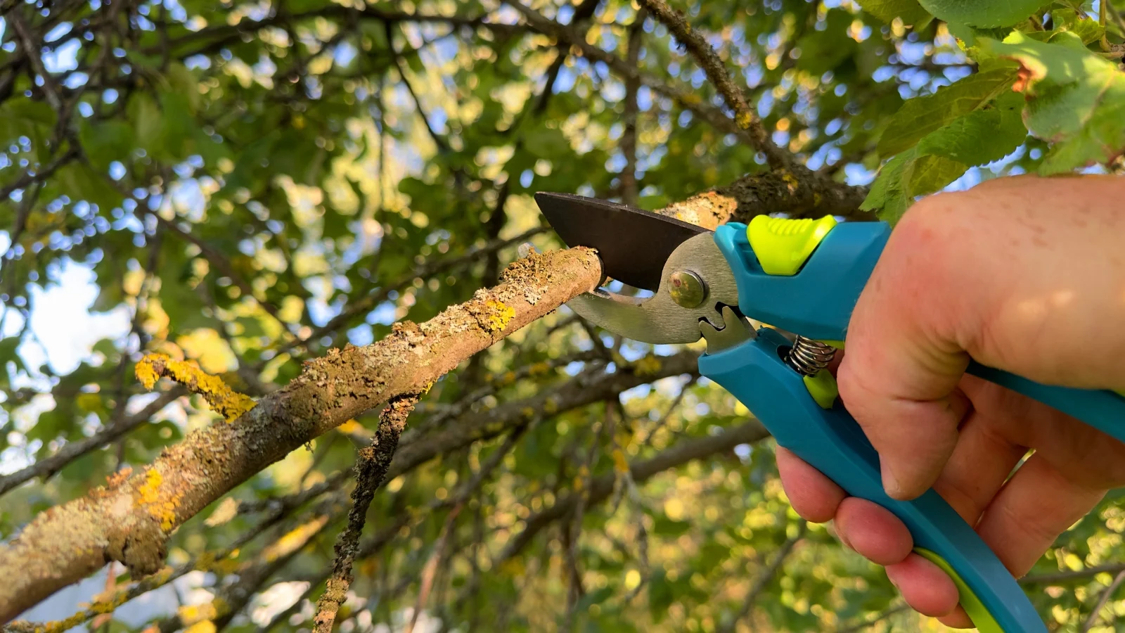 Рука тримає сині секатори, обрізаючи гілку з грубою коричневою корою, що є частиною боротьби зі щитівкою