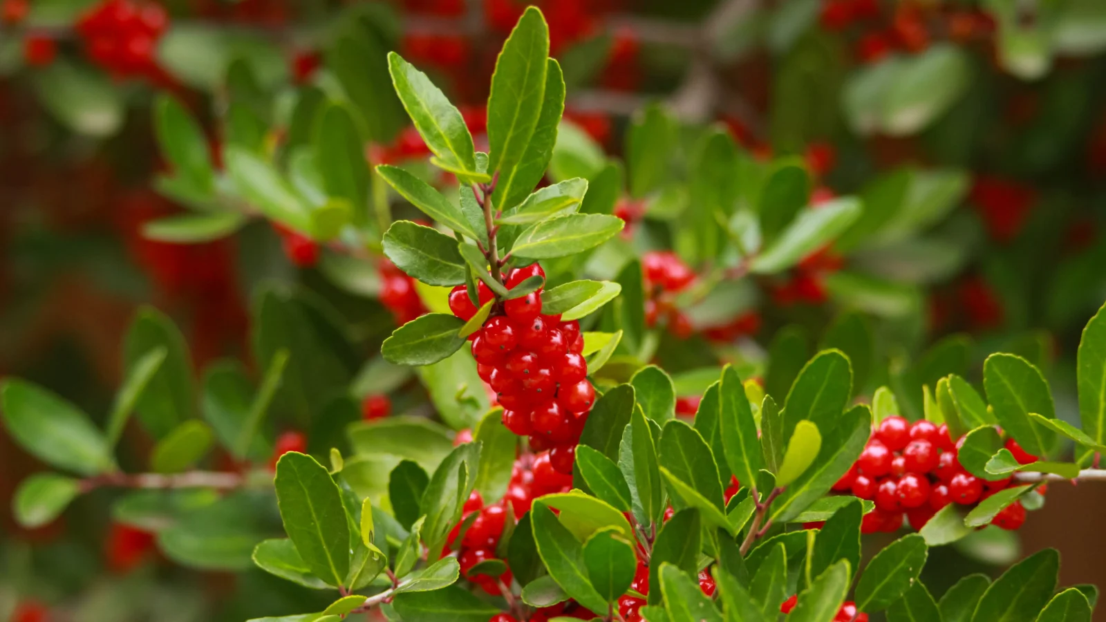 Гілки падуба яупон (Ilex vomitoria)