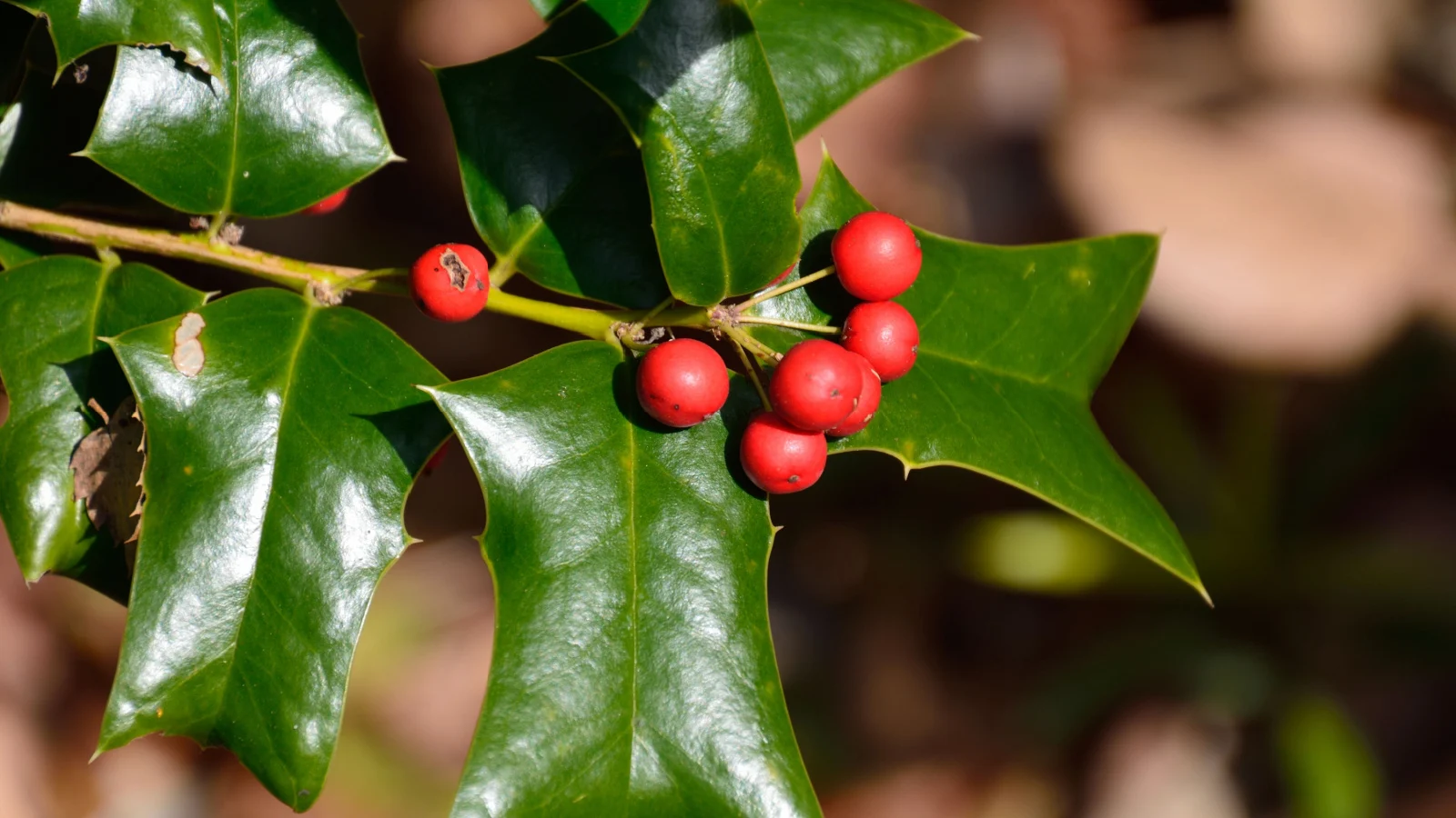 Падуб китайський (Ilex cornuta) з видовженим листям та червоними ягодами