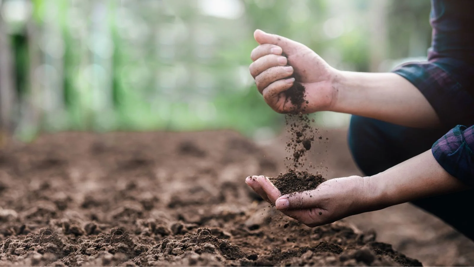 Людина голими руками розсипає ґрунт, на задньому плані розмиті зелені рослини