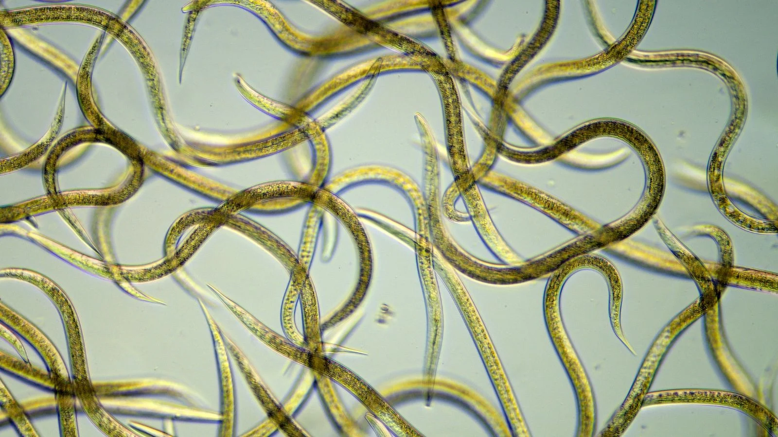 Мікроскопічний вигляд корисних нематод Steinernema Carpocapsae