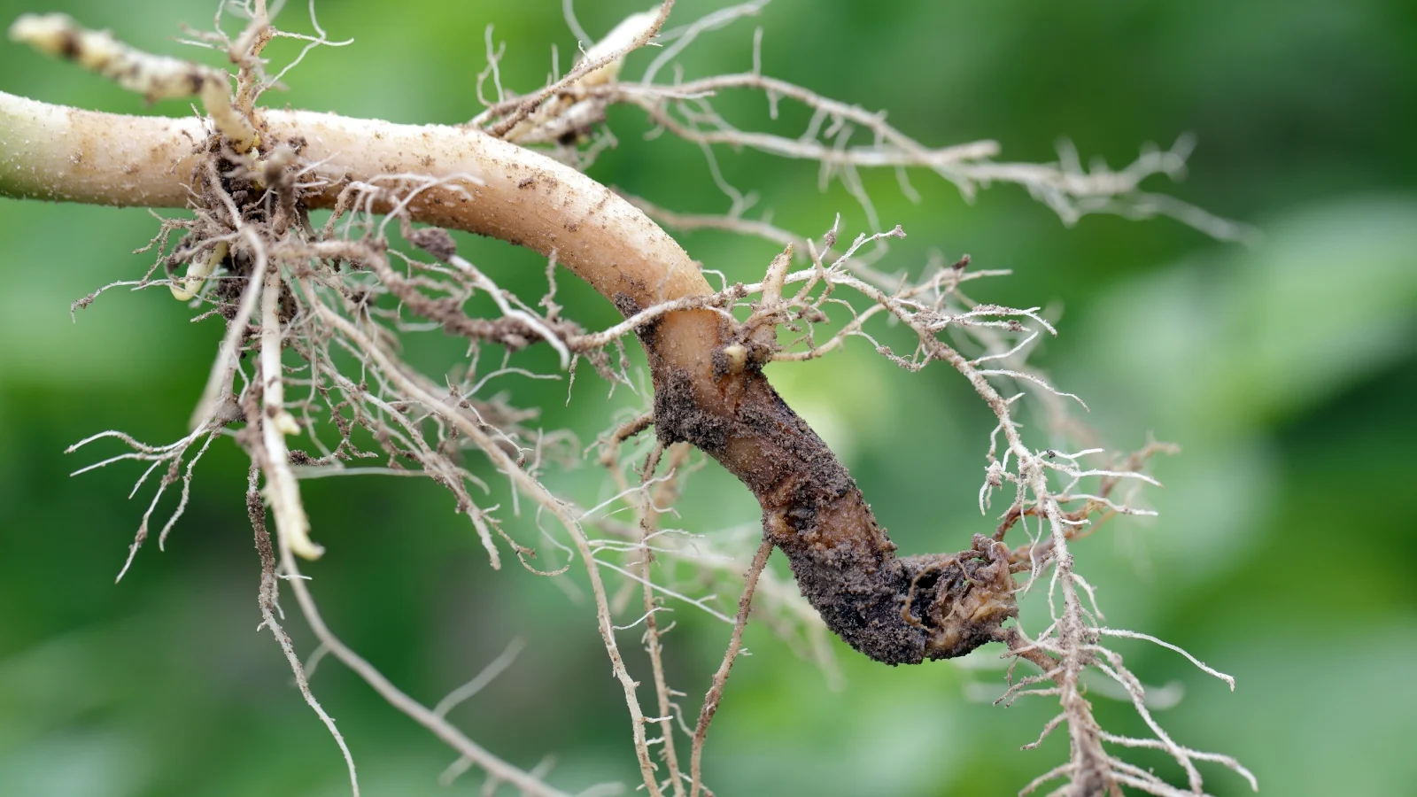 Корінь рослини, уражений кореневою гниллю